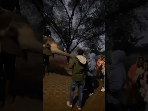 😱😱🐘 Up Close with Elephants | Feeding Elephant Fun Park #love #shortvideo #elephant