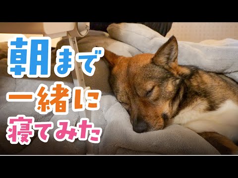 ママがいない日、犬たちには夜中何してる？（初めて撮ってみた）