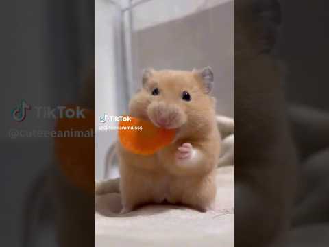 Tiny bites, big delight! This mouse loves its carrot✨ #baby #cute #babyanimal #pets #mice #cuteaniml