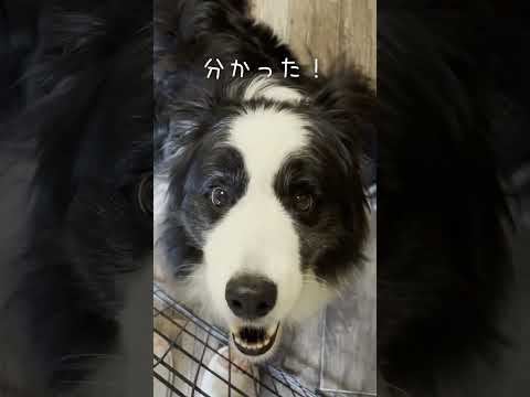 自分でドアを開けられる犬が可愛いから見て #しろくろコリー #可愛い #大型犬のいる生活 #大型犬 #犬のいる生活#ボーダーコリー #ボーダーコリーのまろ #犬 #チワワ