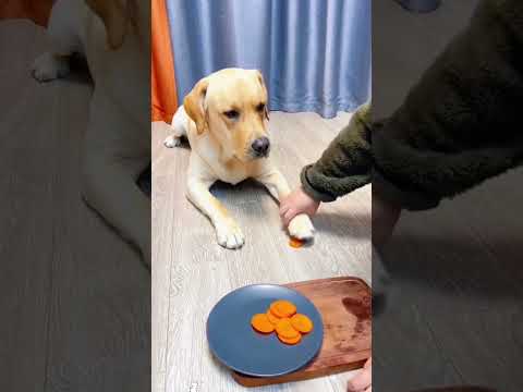 Funny and cute dogs  #dog #funny #pets #puppy #dogs #puppies #dogshorts #cutedog