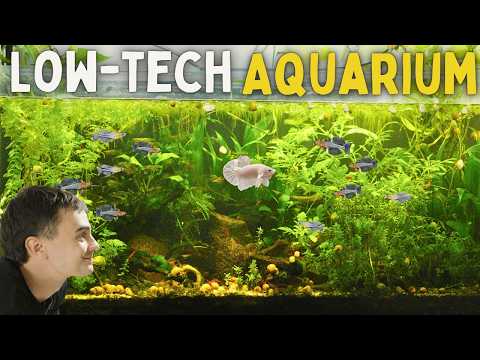 How to Set Up Your First Aquarium (Step-by-Step) ONLINE STORE - https_//keepingfishsimple.com/ 
BUY MY FISH ↠ https_//keepingfishsimple.com/collect