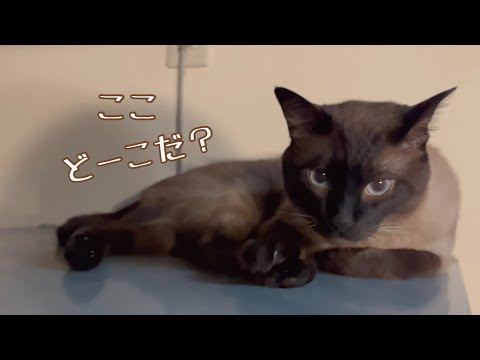 猫達のお気に入り♪