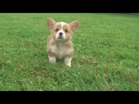 Met - Welsh Corgi Puppy