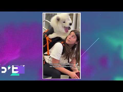 LOS MAS TIERNOS Y DIVERTIDOS VIRALES PET!