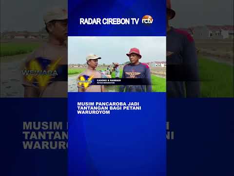 Musim Pancaroba Jadi Tantangan Bagi Petani Waruroyom