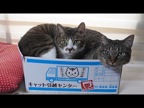 『猫は液体』とは言うけども…箱には限界がｗ　１つの箱にギュウギュウ詰めになって寝る猫たち　【リキちゃんねる　猫動画】 キジトラ 猫のいる暮らし