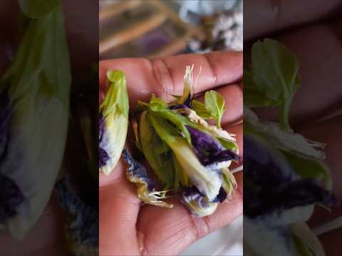 अपराजिता के पौधे को कहा लगाना चाहिए 🌱 #garden #plants #facts #flowers #aprajitaplant #ytshort