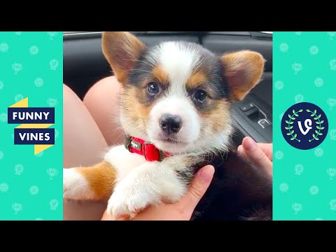 TRY NOT TO LAUGH - Funny Cute Puppy Videos