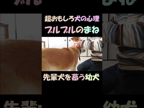 耳掃除で先輩犬のブルブルを分からず真似る無邪気な幼犬まめ Innocent young puppy mimicking the behavior of senior dog