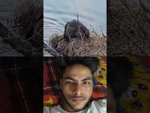 पेड़ काट के पुल बनाता है!😱नेचर का इंजीनियर बीवर😱#viral #reels #trending#shorts #shortsfeed​#animals​