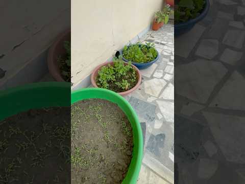 Plants will definitely grow👍🌱🥳 #shorts #terracegarden #ytshorts #garden