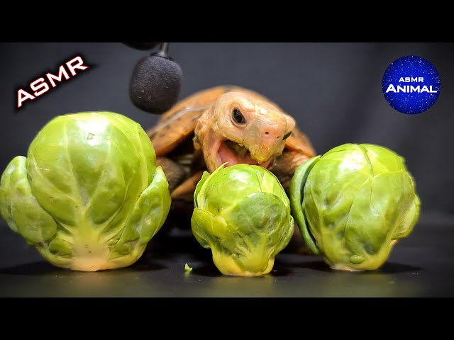 Can Turtles Eat Brussel Sprouts?