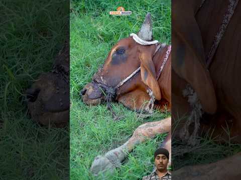 इंसानियत शर्मसार! ऐसे छोड़ दिया एक मासूम बैल को😭#shorts #bull #helping #ytshorts #accident #animals