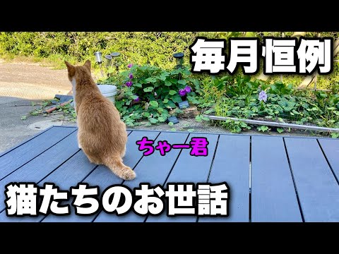 猫たちと過ごす大切な一日！