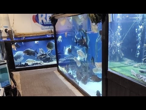 Stay Fishy with monster tanks 