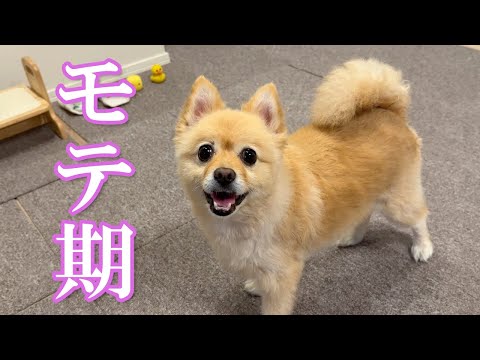 SNSで話題のアイテムを入手した愛犬が街中でモテモテになりました…笑