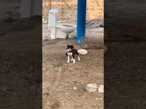 “Training Tips: Why Puppies Run Away (and How to Fix It!)”