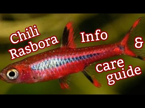 Chili Rasbora_ Info and Care Guide A brief and helpful guide on the care of the Chili Rasbora.

FOLLOW MY INSTAGRAM_
https_//www.instag