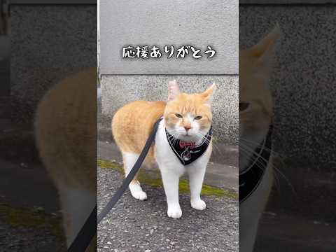 推し猫グランプリ第一位 #元野良猫チャチャ #猫武将 #ネコ #ねこ #猫 #保護猫 #cat #チャチャ