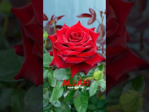 #ayyub-kgn-786 #allah #story #rose