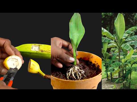 Crazy Skills growing Banana tree from banana fruit//100% success
