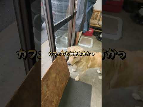 雨で暇なので熊谷駅近くのお洒落なカフェに行く #ゴールデンレトリバー子犬 #大型犬のいる生活