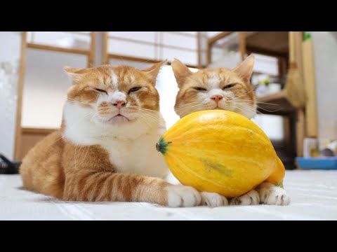 コリンキーかぼちゃ のせ猫 251028