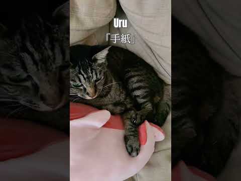 にゃんことメンダコです。この動画を見ながらuruさんの手紙を聴いてください。#uru #メンダコ #猫 #にゃんこ #猫動画 #手紙 #かわいい #ペット