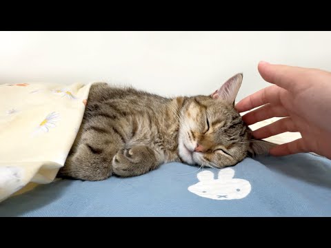 可愛すぎて反則!妹のパジャマで完全に赤ちゃんになった猫