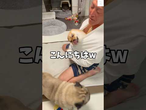 犬好き必見！ポメ柴やミックス犬との楽しい暮らしと面白エピソード サムネイル