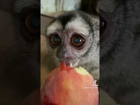 桃に大満足のヨザルのよっちゃん|動物園でのかわいい瞬間 サムネイル