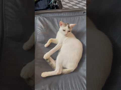 youtube video#cute cat on the bag 🛍️😺