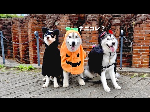 【仮装】ハロウィンイベントで仮装に付き合わされたハスキーズの顔がこちらwww　【シベリアンハスキー】