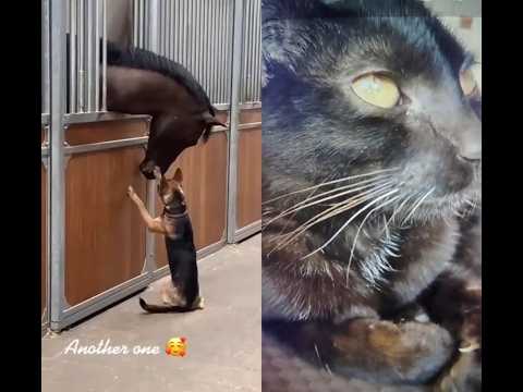 dog and horse friendship 🐕💓💞💞💕💞💞💓🐎