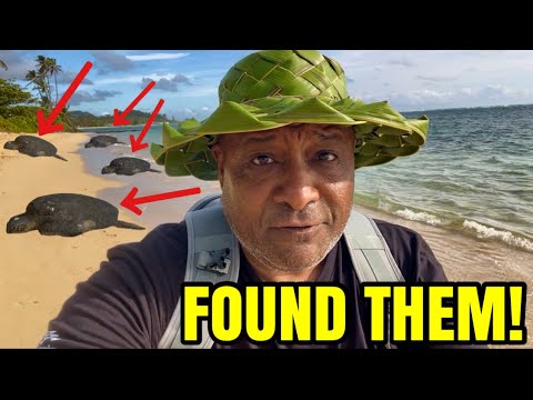 Sea Turtles in Hawaii! Found a beautiful Sea
Turtle better known as “Honu” learn that the Law in Hawaii is you must be 