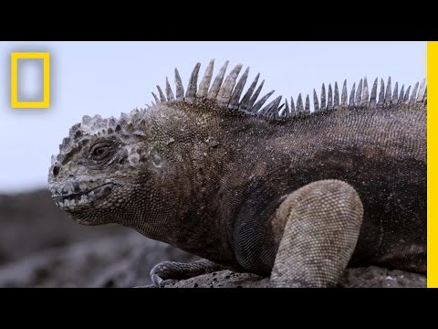 Experience the Beauty of the Galápagos' New Marine Sanctuary | National Geographic - UCpVm7bg6pXKo1Pr6k5kxG9A