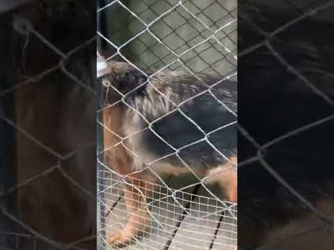 #dog #animals #pets #viral #germanshepherd