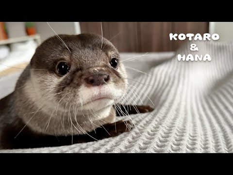 カワウソに内緒でクローゼットに隠れ家を作ってあげた結果・・　Otters Love Their New Den! Closet Cleanup Surprise