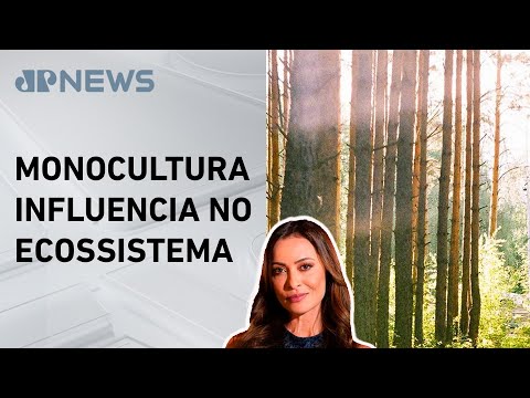 Eucalipto reduz riqueza de insetos aquáticos de nascentes de rios; Patrícia Costa explica