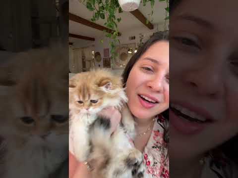 Glitter & Cookie #kitten #britishlonghaircat #sacramento #california #catbreed