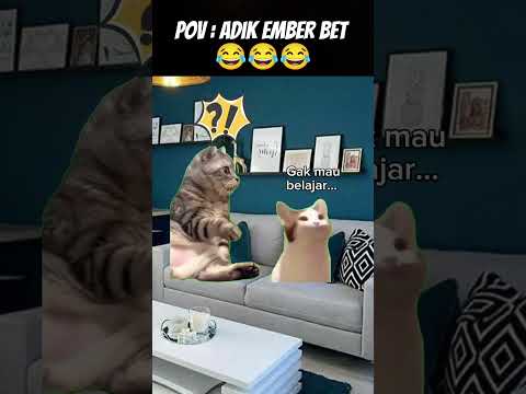 Pov : Adik Ember Sih 😂 #meme #cat #kucing #funny #fypシ