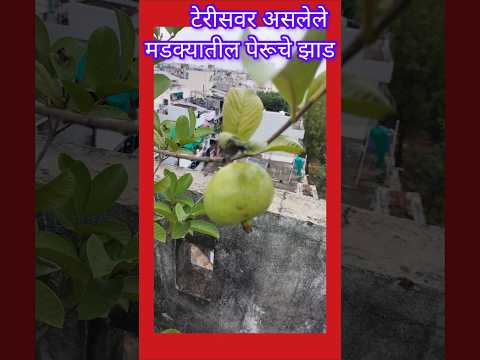 टेरिसवर मडक्यात पेरूचे झाडं #shorts #ytshorts #trending #short #youtubeshorts #youtube.