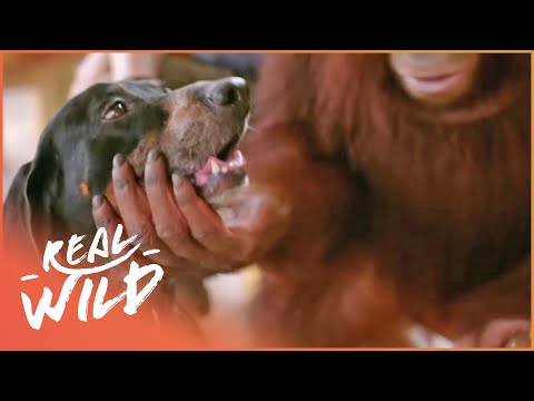 Orangutan Adopts A Dog | Wild Things - UCbq-4OJxnziD3awH-aTezeA