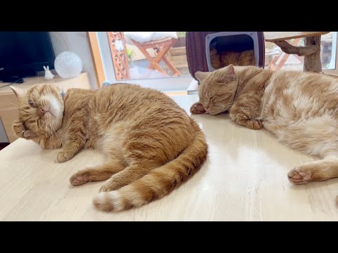 【癒し】おいらたち、なかよしおやこ!