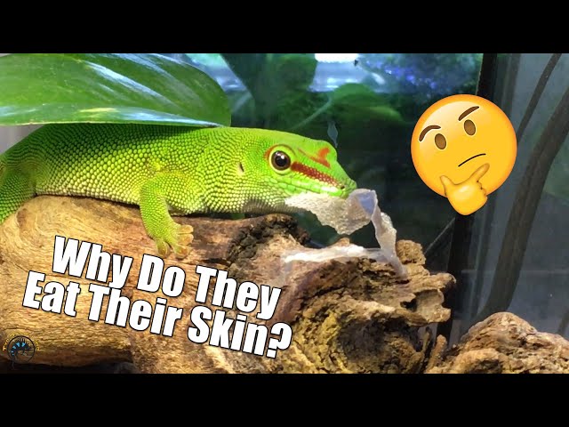 Why Do Lizards Shed?