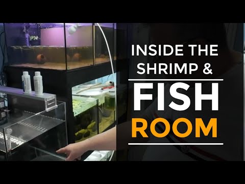 Inside the hidden world of the shrimp and fish roo A short video vlog of what we have been up to recently, just a short one this time, but some stuff h