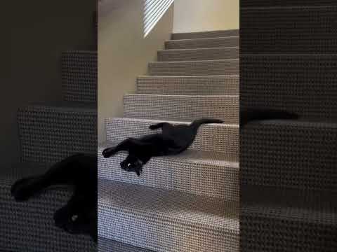 Quando a preguiça fala mais alto 😼🛋️ 🐾#cat #crazycat #blackcat #shorts