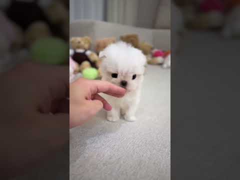 Cute baby Dog 🐕 puppy 😍 #animals #viralvideo #cuteanimal #cute #fypシ #trending #trend #explore #dogy