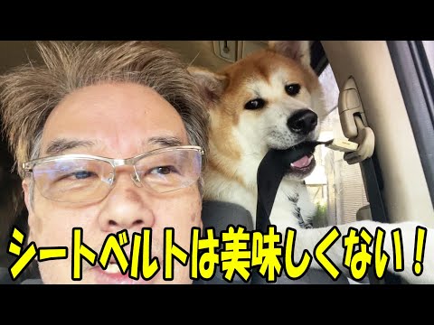 これ不味い！シートベルトは食べられない・秋田犬そらなんでもガジガジ